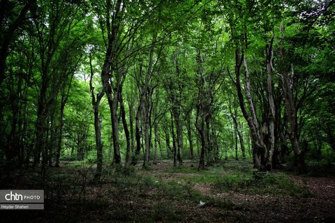 قرمرض نکا، چشمه سلامت در میان طبیعت