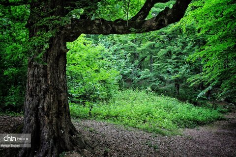 قرمرض نکا، چشمه سلامت در میان طبیعت