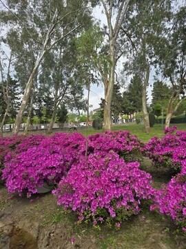 نخستین جشنواره گل آزالیا در رامسر برگزار شد