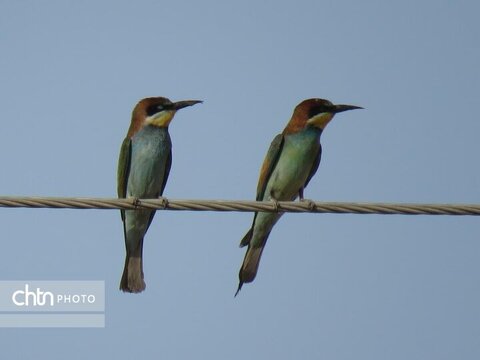 سفر پرنده‌نگرهای کویت، قزاقستان و روسیه به خوزستان