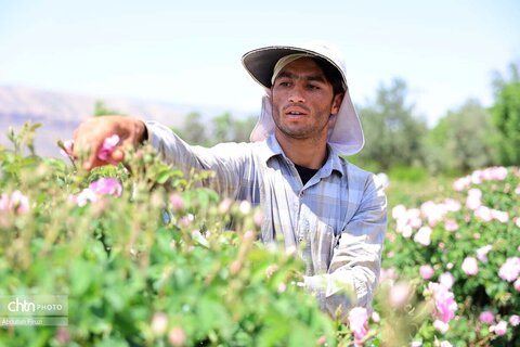 جشنواره با بوی گل و گلاب میمند