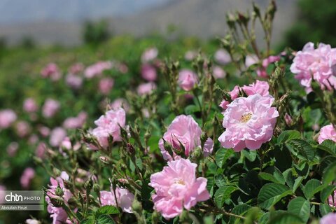 جشنواره با بوی گل و گلاب میمند