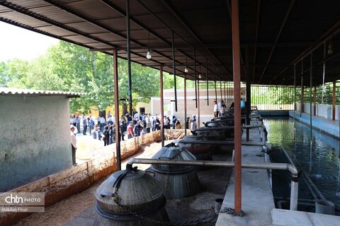 جشنواره با بوی گل و گلاب میمند