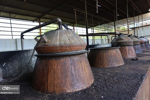 جشنواره با بوی گل و گلاب میمند