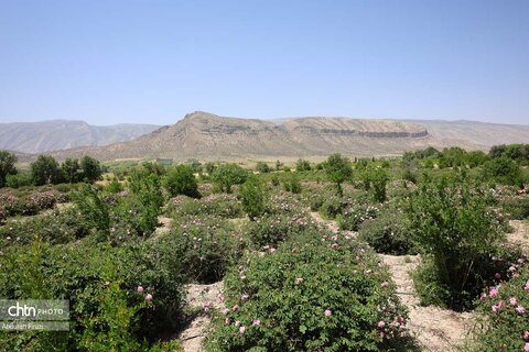 جشنواره با بوی گل و گلاب میمند