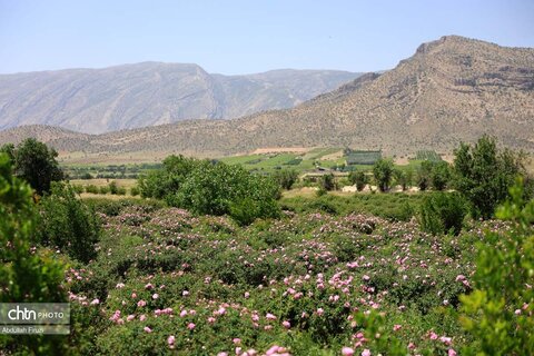 جشنواره با بوی گل و گلاب میمند