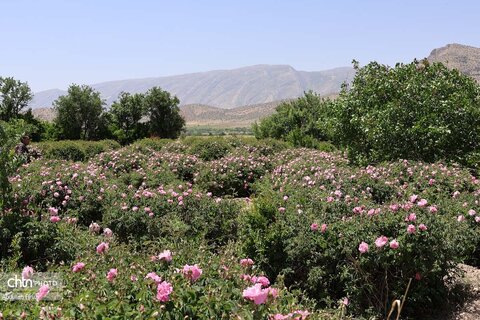 جشنواره با بوی گل و گلاب میمند