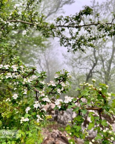 مرداب نیلکوه شهرستان گالیکش