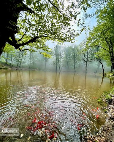 مرداب نیلکوه شهرستان گالیکش