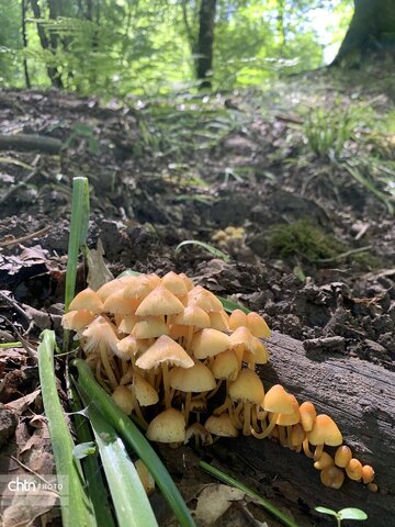 مرداب نیلکوه شهرستان گالیکش