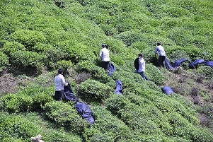 زیبائی برداشت چای بهاره در املش از قاب دوربین