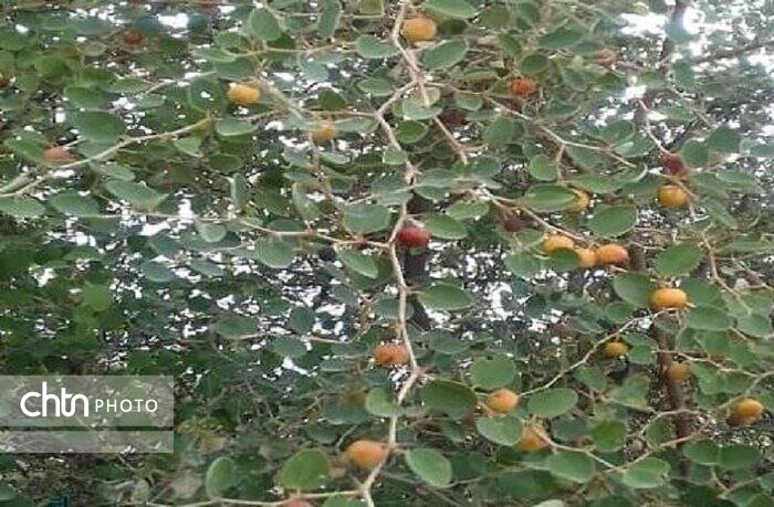 ثبت ۲ اثر ناملموس از هفتکل در فهرست آثار ملی