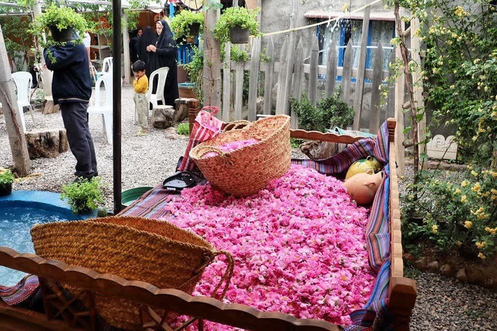 برگزاری سومین جشنواره گل محمدی در روستای خوزنین قزوین