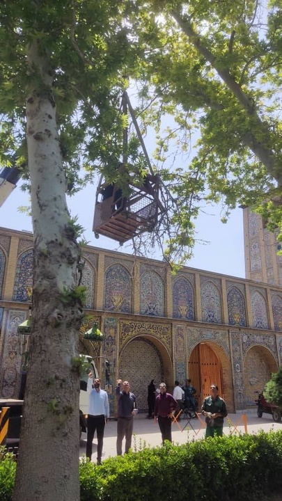 آغاز پایش و آسیب‌شناسی تخصصی درختان چنار کهنسال کاخ گلستان