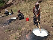 دومین جشنواره گردشگری «شکرانه شیر» در روستای گردشگری بکاول تربت حیدریه برگزار شد