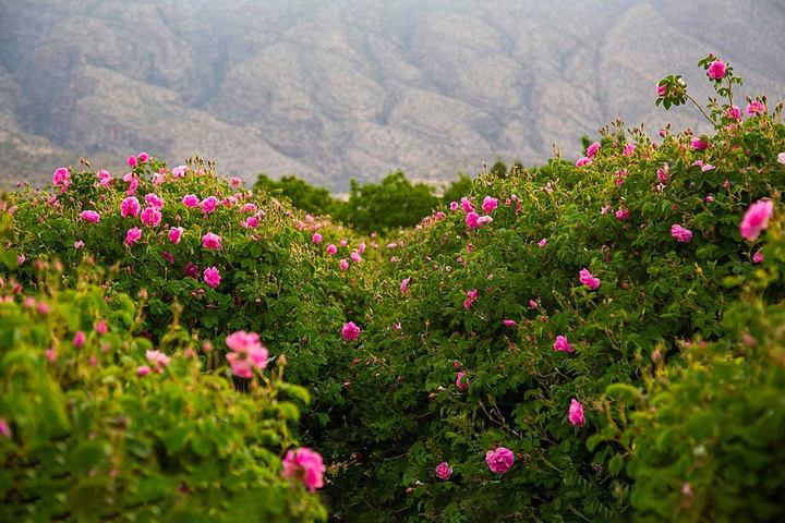 ثبت رویداد جشنواره گلاب‌گیری کاشان در تقویم بین‌المللی رویدادهای گردشگری کشور