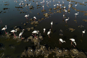 خوزستان مأوای بیش از ۳۰۰ گونه پرنده/ ۱۳ گونه، در خطر انقراض