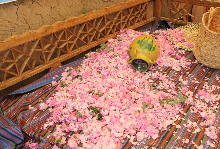 برگزاری سومین جشنواره گل محمدی در روستای خوزنین