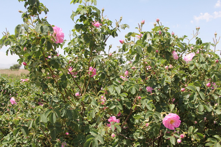 خوزنین