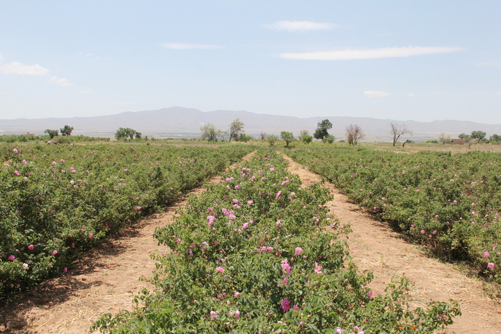 خوزنین