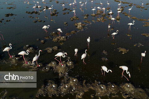خوزستان مأوای بیش از ۳۰۰ گونه پرنده/ ۱۳ گونه، در خطر انقراض