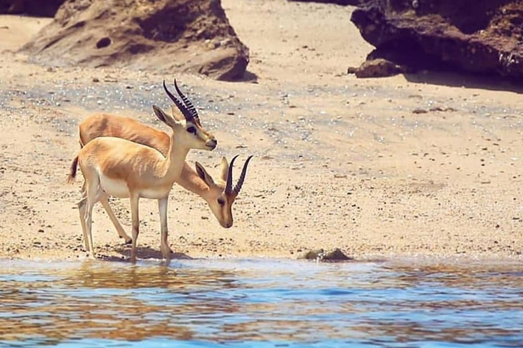 جزیره لارک؛ گنج پنهان خلیج فارس