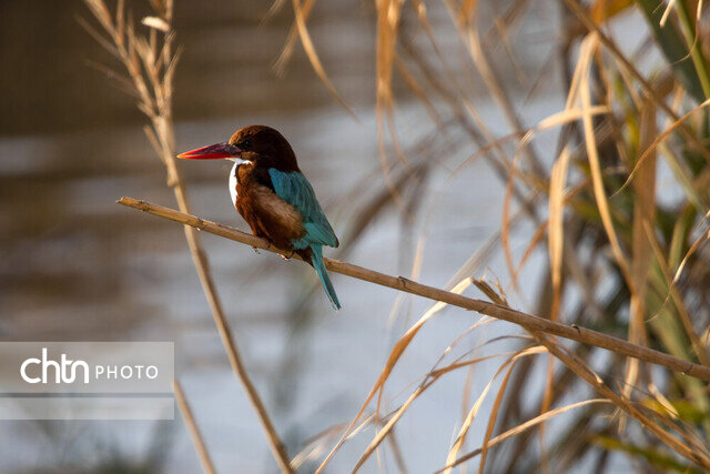 خوزستان مأوای بیش از ۳۰۰ گونه پرنده/ ۱۳ گونه، در خطر انقراض