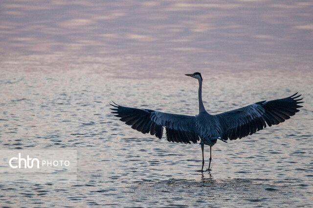 خوزستان مأوای بیش از ۳۰۰ گونه پرنده/ ۱۳ گونه، در خطر انقراض