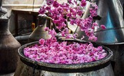 برگزاری جشنواره گلاب‌گیری در کرج