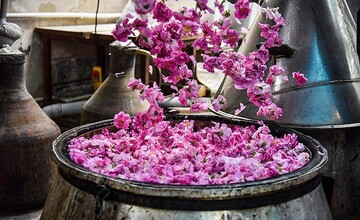 برگزاری جشنواره گلاب‌گیری در کرج