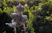کردستان یکی از بهترین مناطق جنگلی زاگرس را در خود جای داده است