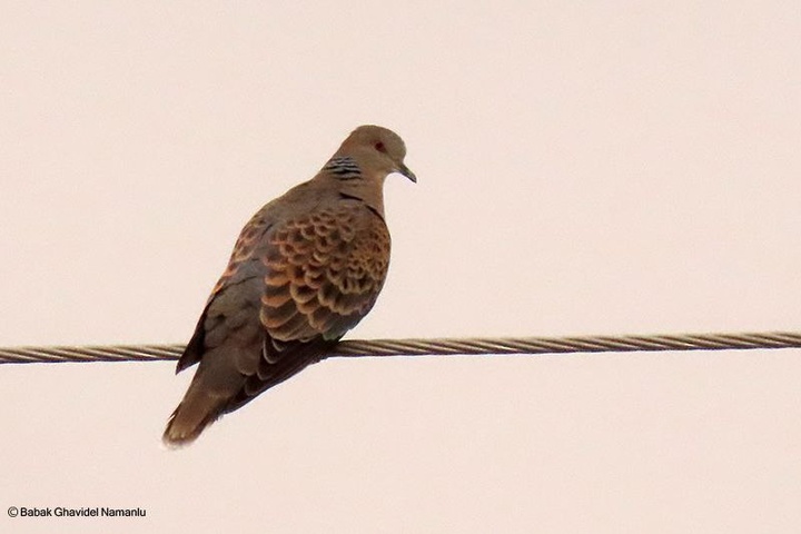 ثبت دومین مشاهده «قمری خاوری» در خراسان شمالی