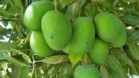 انبه سبز میناب، محصولی که پیش از رسیدن می‌درخشد