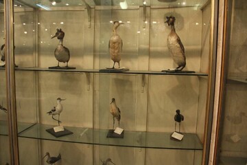 کسب رتبه برتر کشوری موزه تاریخ طبیعی وتنوع زیستی لرستان