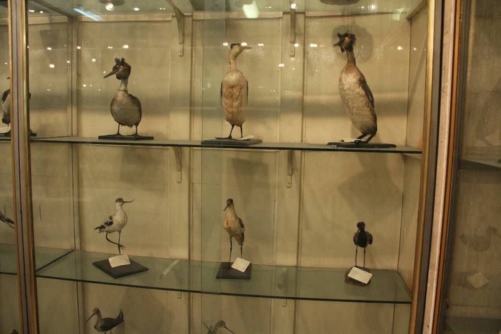 کسب رتبه برتر کشوری موزه تاریخ طبیعی وتنوع زیستی لرستان