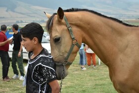 جشنواره زیبایی اسب اصیل ترکمن  روستای آق‌قمیش شهرستان گالیکش