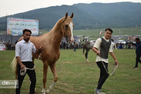 اسب