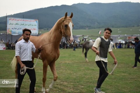 اسب