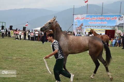 اسب
