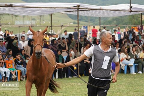 اسب