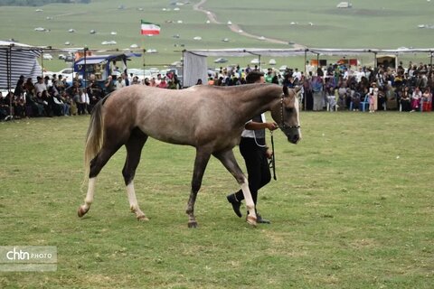 اسب