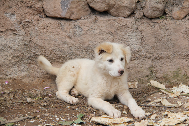 بابا جعفر