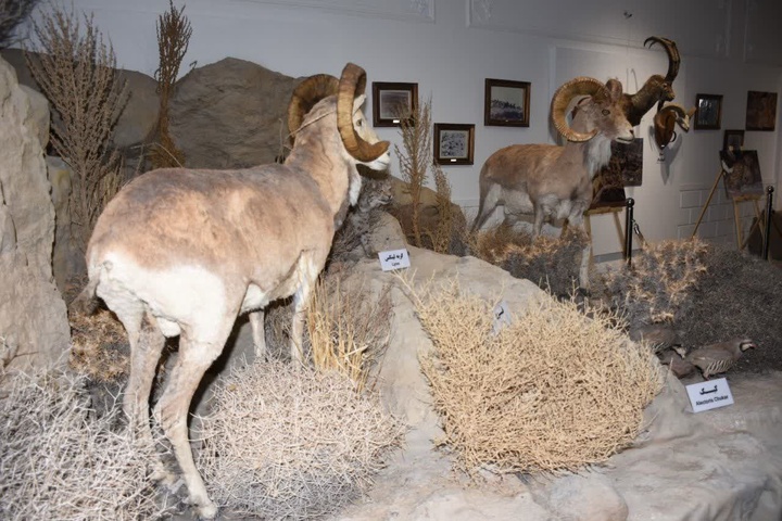 موزه حیات‌وحش در اسفراین افتتاح شد