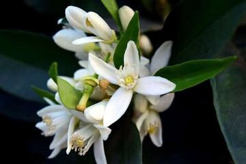 جشنواره بهار نارنج شهرستان طبس در تقویم رویدادهای گردشگری ایران به ثبت رسید