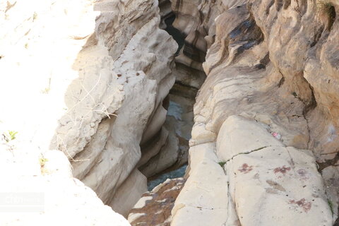 رازیانه