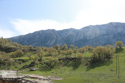 رازیانه