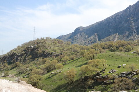 رازیانه