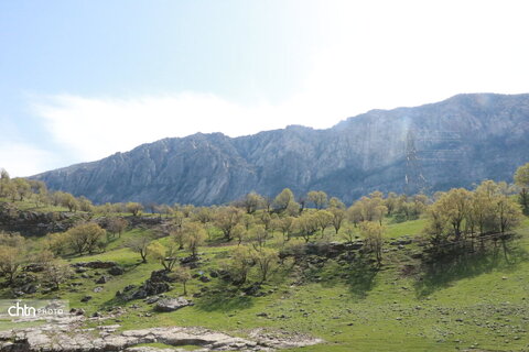 رازیانه