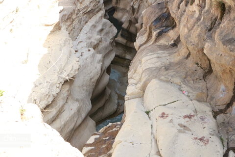 رازیانه