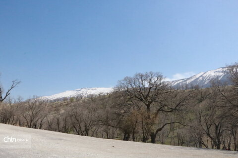 رازیانه